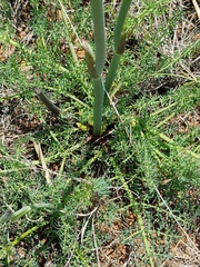 Afrosciadium magalismontanum