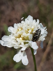 Oxythyrea testaceoguttata