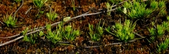 Isolepis hystrix