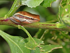 Hyperolius horstockii