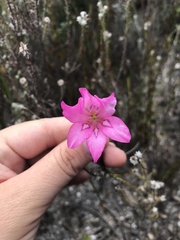 Gladiolus ornatus