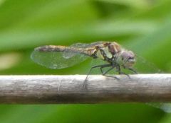 Sympetrum nigrifemur