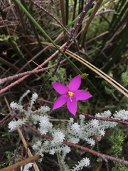 Chironia jasminoides
