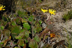 Haplocarpha oocephala