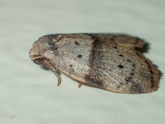 Stictane pectinata