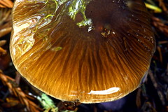 Cortinarius seidliae