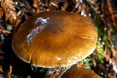 Cortinarius seidliae