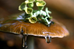 Cortinarius seidliae