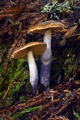 Cortinarius seidliae