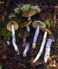 Cortinarius seidliae