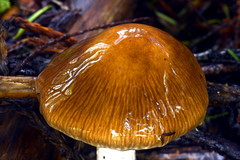 Cortinarius seidliae