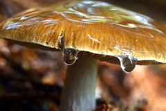 Cortinarius seidliae
