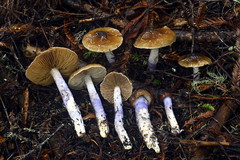 Cortinarius seidliae