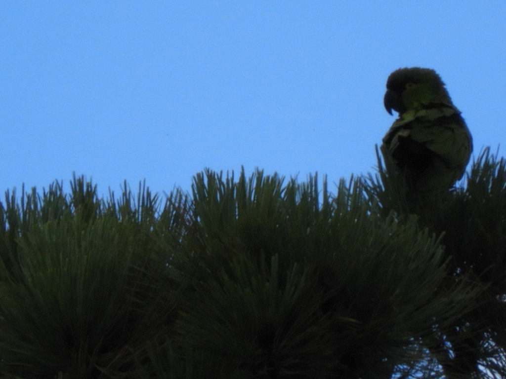 Maroon-fronted Parrot