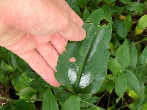 Smilax maritima image
