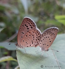 Pseudozizeeria maha