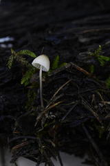 Mycena pusilla
