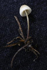 Mycena pusilla