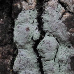 Lecanora layana