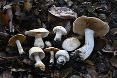 Cortinarius albofragrans