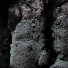 Lecanora layana