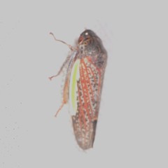 Hamana gelbata