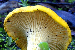 Cantharellus californicus