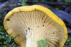 Cantharellus californicus