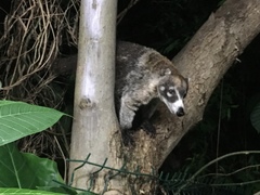 Nasua narica yucatanica
