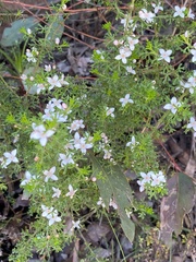 Cyanothamnus anemonifolius