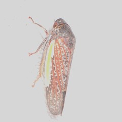 Hamana gelbata
