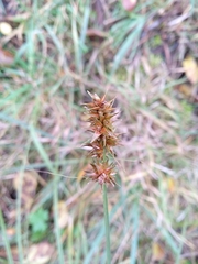 Carex muricata