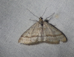 Scopula lydia
