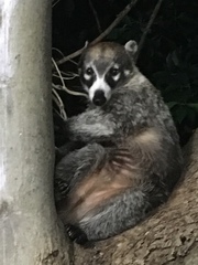 Nasua narica yucatanica