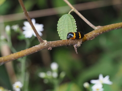 Cosmoscarta abdominalis