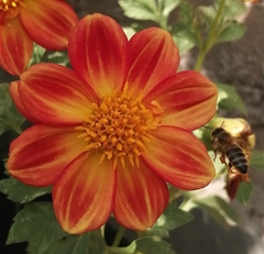 Apis mellifera
