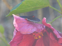 Pyrrhopyge