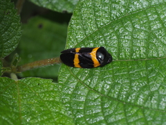 Cosmoscarta abdominalis