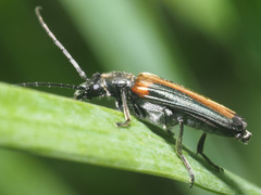 Anogcodes ustulatus
