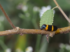 Cosmoscarta abdominalis