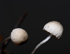 Mycena pusilla