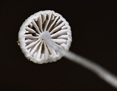 Mycena pusilla