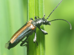 Anogcodes ustulatus