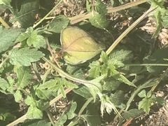 Cardiospermum corindum