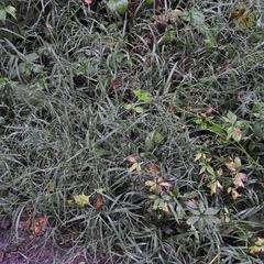 Muhlenbergia frondosa