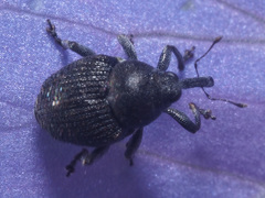 Zacladus geranii