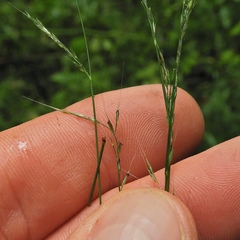 Muhlenbergia frondosa