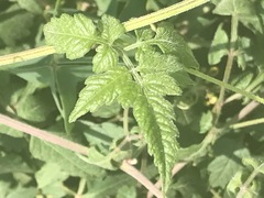 Cardiospermum corindum