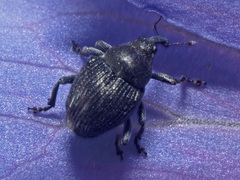 Zacladus geranii