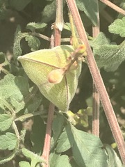 Cardiospermum corindum